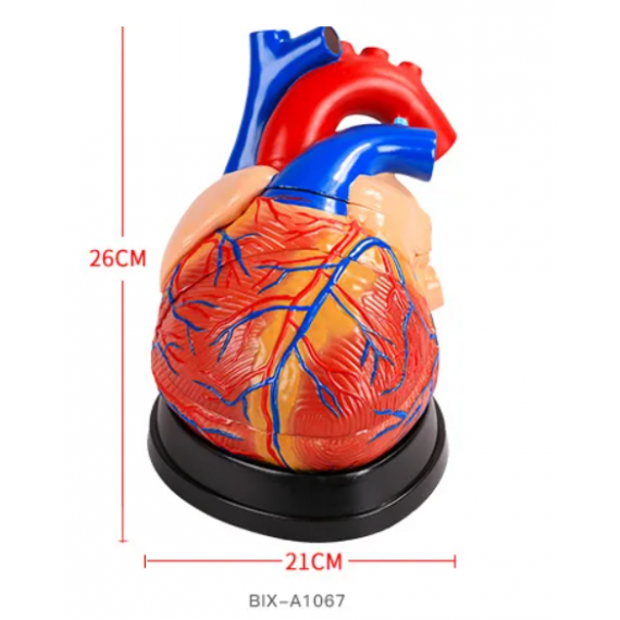 4 ganger større hjerte anatomisk modell