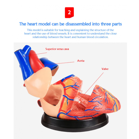 4 ganger større hjerte anatomisk modell