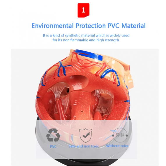 4 ganger større hjerte anatomisk modell
