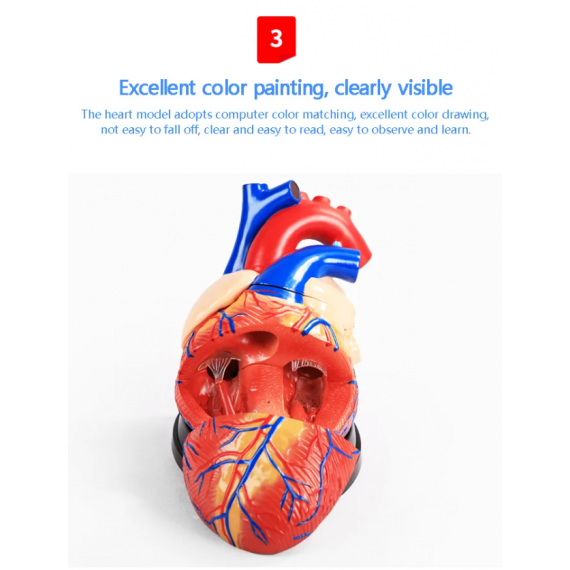 4 ganger større hjerte anatomisk modell