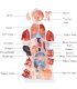 45 cm 40 deler bifil anatomisk menneskelig stammemodell montert medisinsk undervisningsverktøy