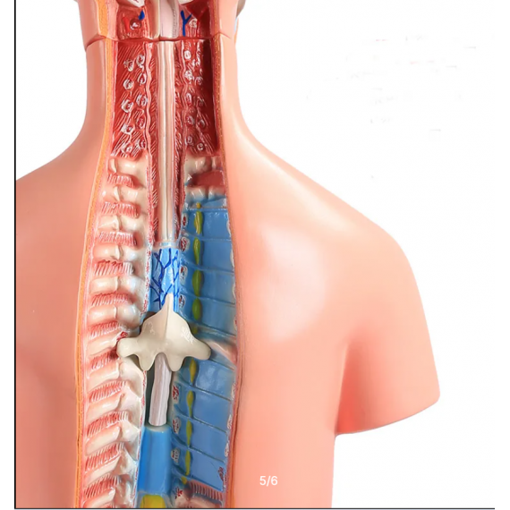 45 cm 40 deler bifil anatomisk menneskelig stammemodell montert medisinsk undervisningsverktøy