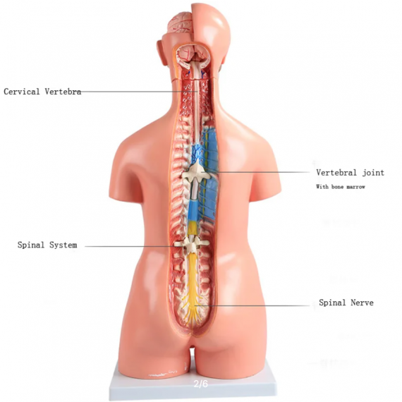 45 cm 40 deler bifil anatomisk menneskelig stammemodell montert medisinsk undervisningsverktøy