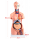45 cm 40 deler bifil anatomisk menneskelig stammemodell montert medisinsk undervisningsverktøy