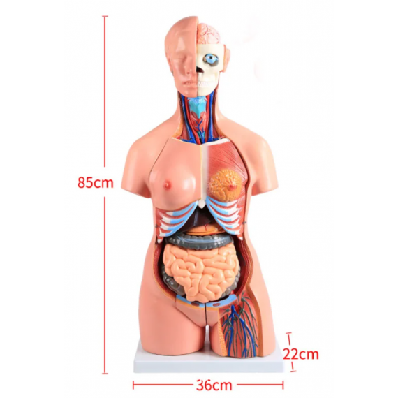 45 cm 40 deler bifil anatomisk menneskelig stammemodell montert medisinsk undervisningsverktøy