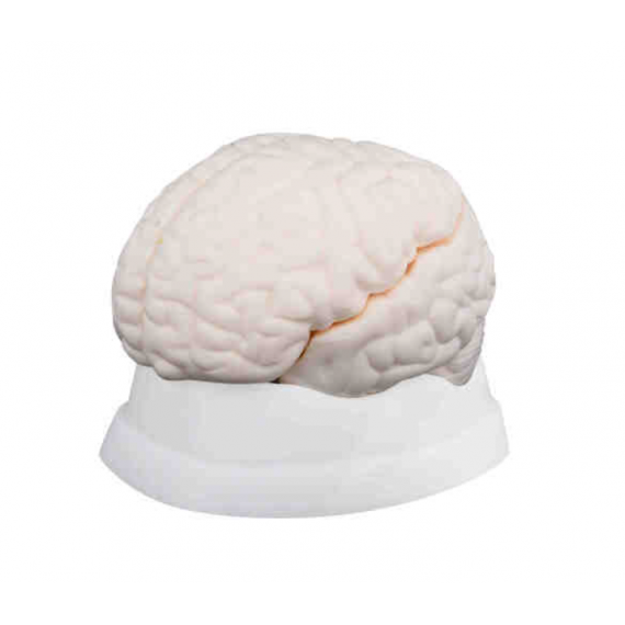 Anatomisk modell av hjernen