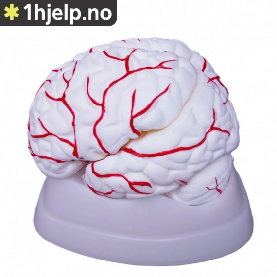 Anatomisk modell av hjernen, m/arterier