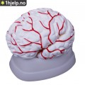 Anatomisk modell av hjernen, m/arterier