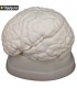 Anatomisk modell av hjernen
