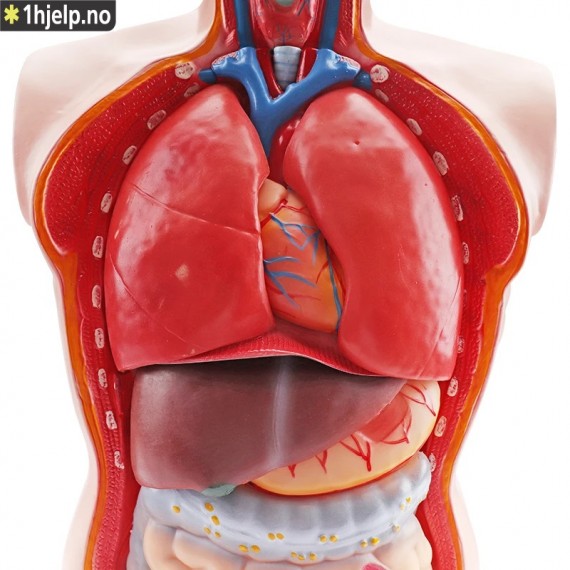 Mannlig torso modell, 19 deler, 85cm