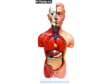 42CM menneskelig mannlig torso modell 13 deler