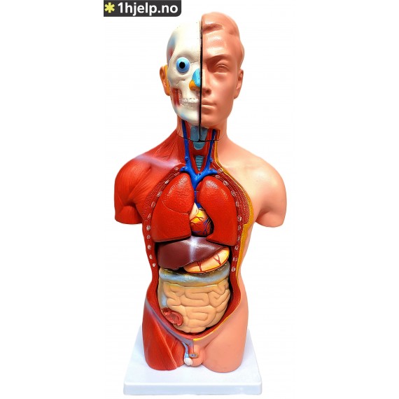 42CM menneskelig mannlig torso modell 13 deler