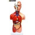 42CM menneskelig mannlig torso modell 13 deler