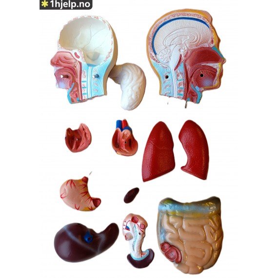 42CM menneskelig mannlig torso modell 13 deler