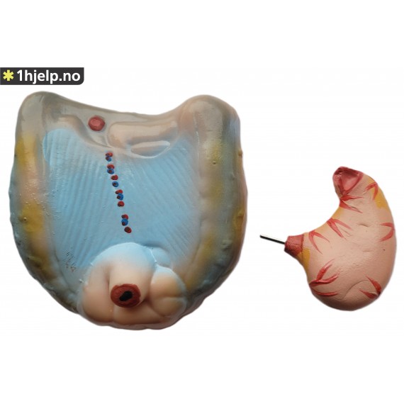 42CM menneskelig mannlig torso modell 13 deler