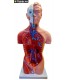 42CM menneskelig mannlig torso modell 13 deler
