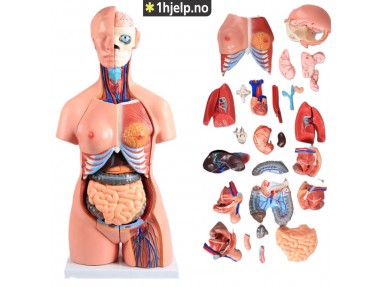 45 cm 40 deler bifil anatomisk menneskelig stammemodell montert medisinsk undervisningsverktøy