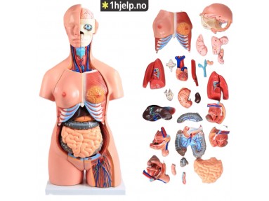 85 cm 40 deler bifil anatomisk menneskelig stammemodell montert medisinsk undervisningsverktøy