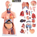 45 cm 40 deler bifil anatomisk menneskelig stammemodell montert medisinsk undervisningsverktøy