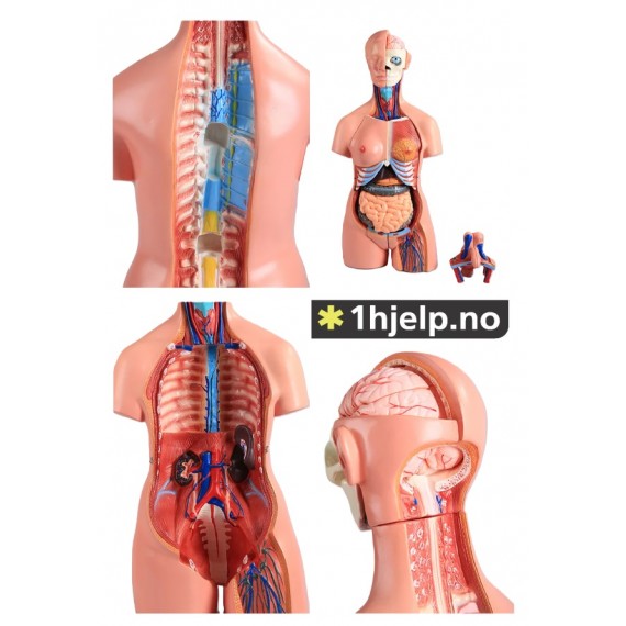 45 cm 40 deler bifil anatomisk menneskelig stammemodell montert medisinsk undervisningsverktøy