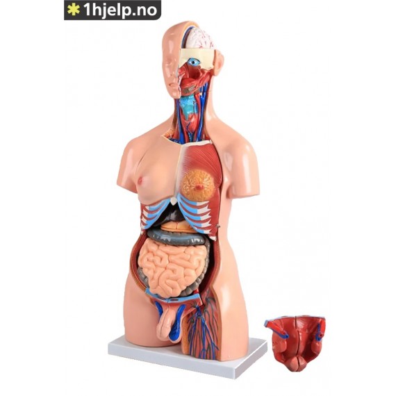 45 cm 40 deler bifil anatomisk menneskelig stammemodell montert medisinsk undervisningsverktøy