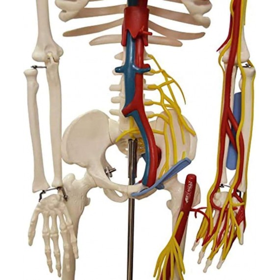 Skjelett, hel kropp. M/ sener og nerver, 85cm